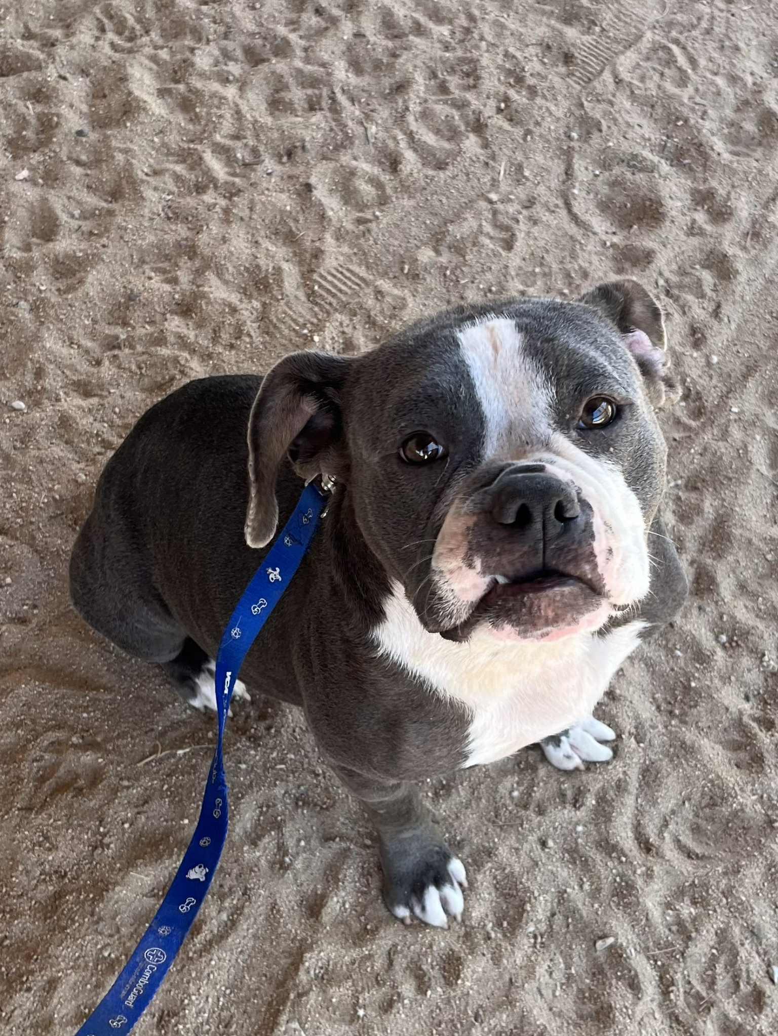 Enlarge Penelope, a Adoptable mixed breed in Beaumont , CA image 2/5
