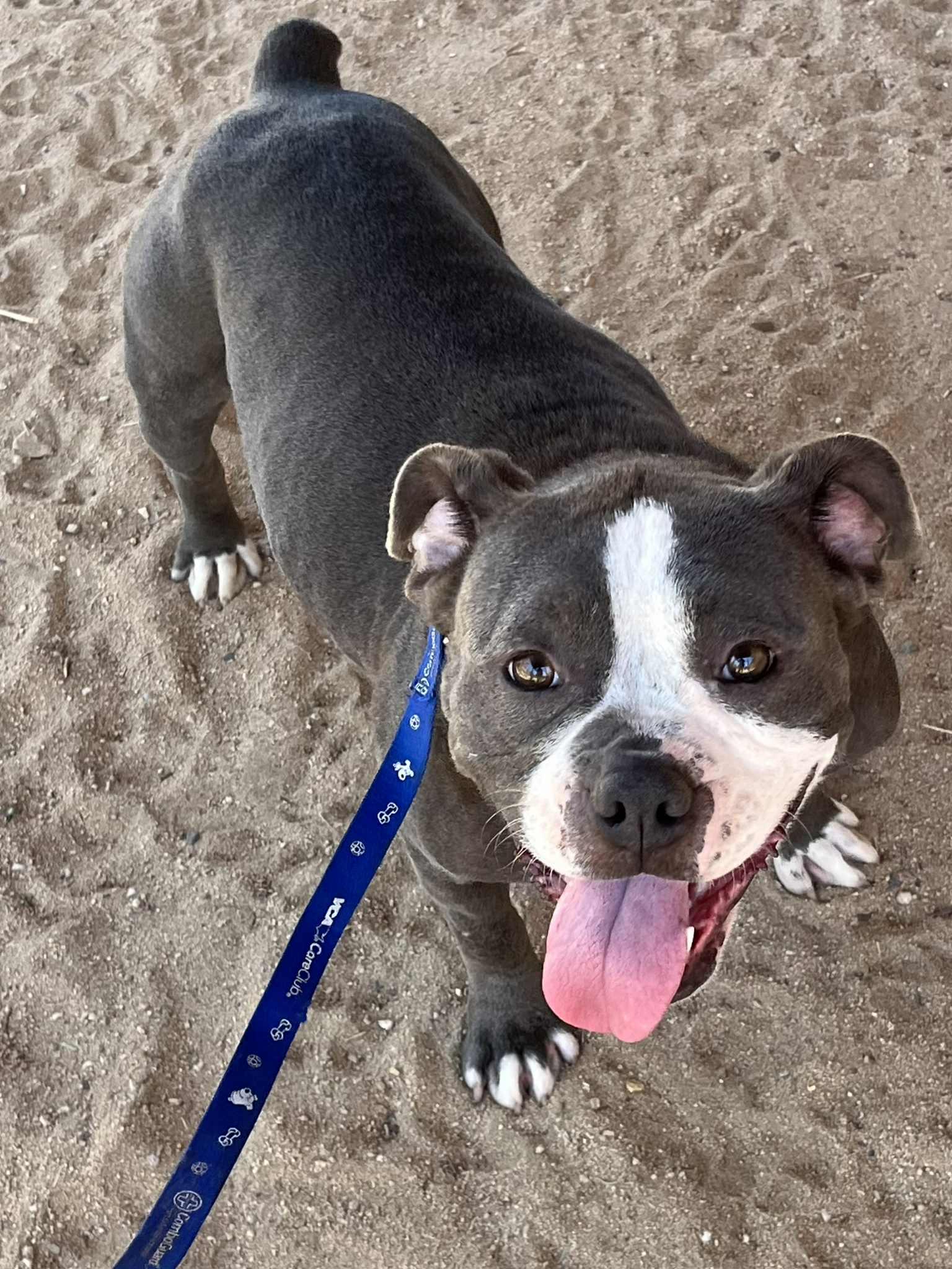 Enlarge Penelope, a Adoptable mixed breed in Beaumont , CA image 4/5