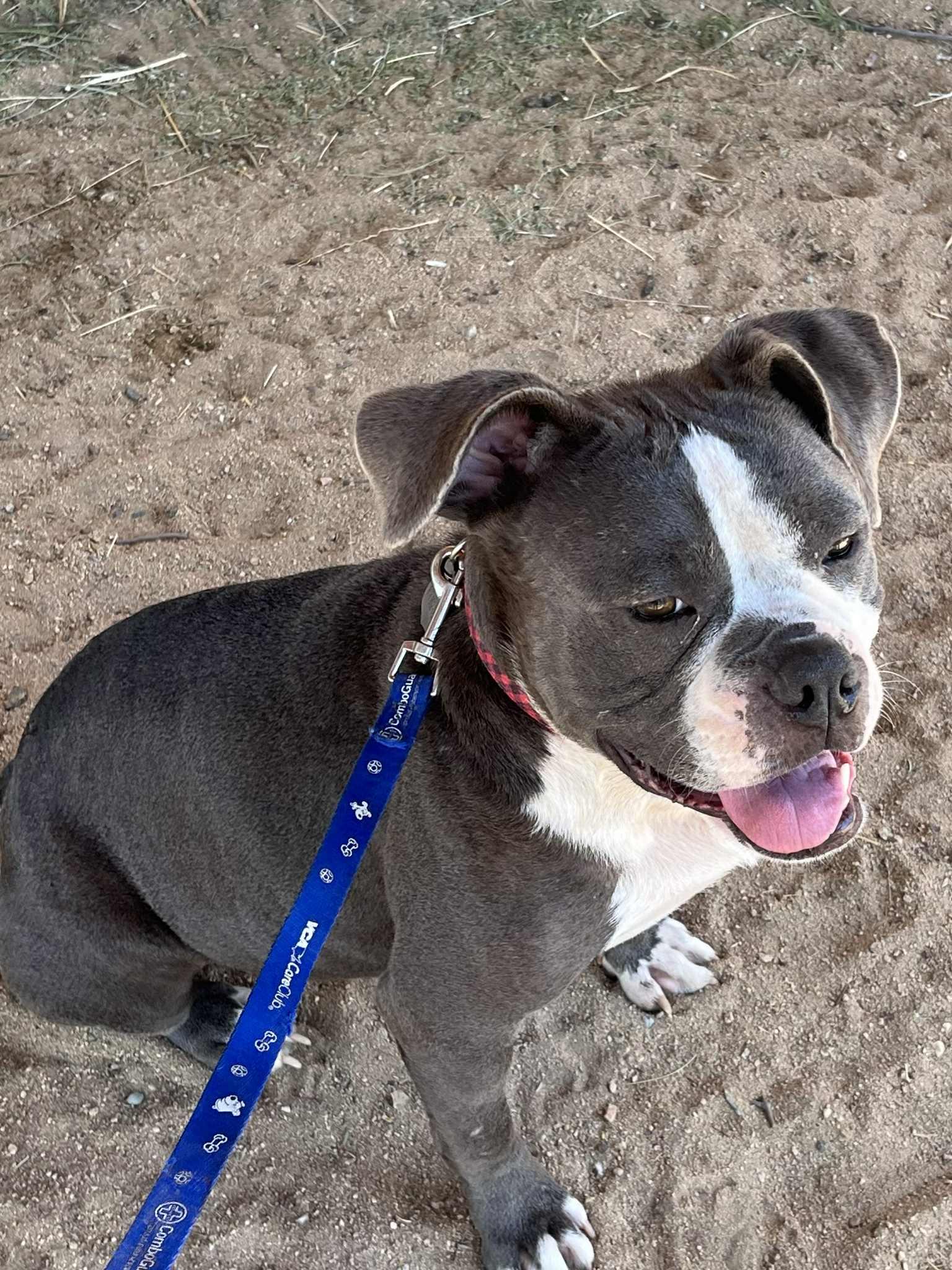 Enlarge Penelope, a Adoptable mixed breed in Beaumont , CA image 3/5