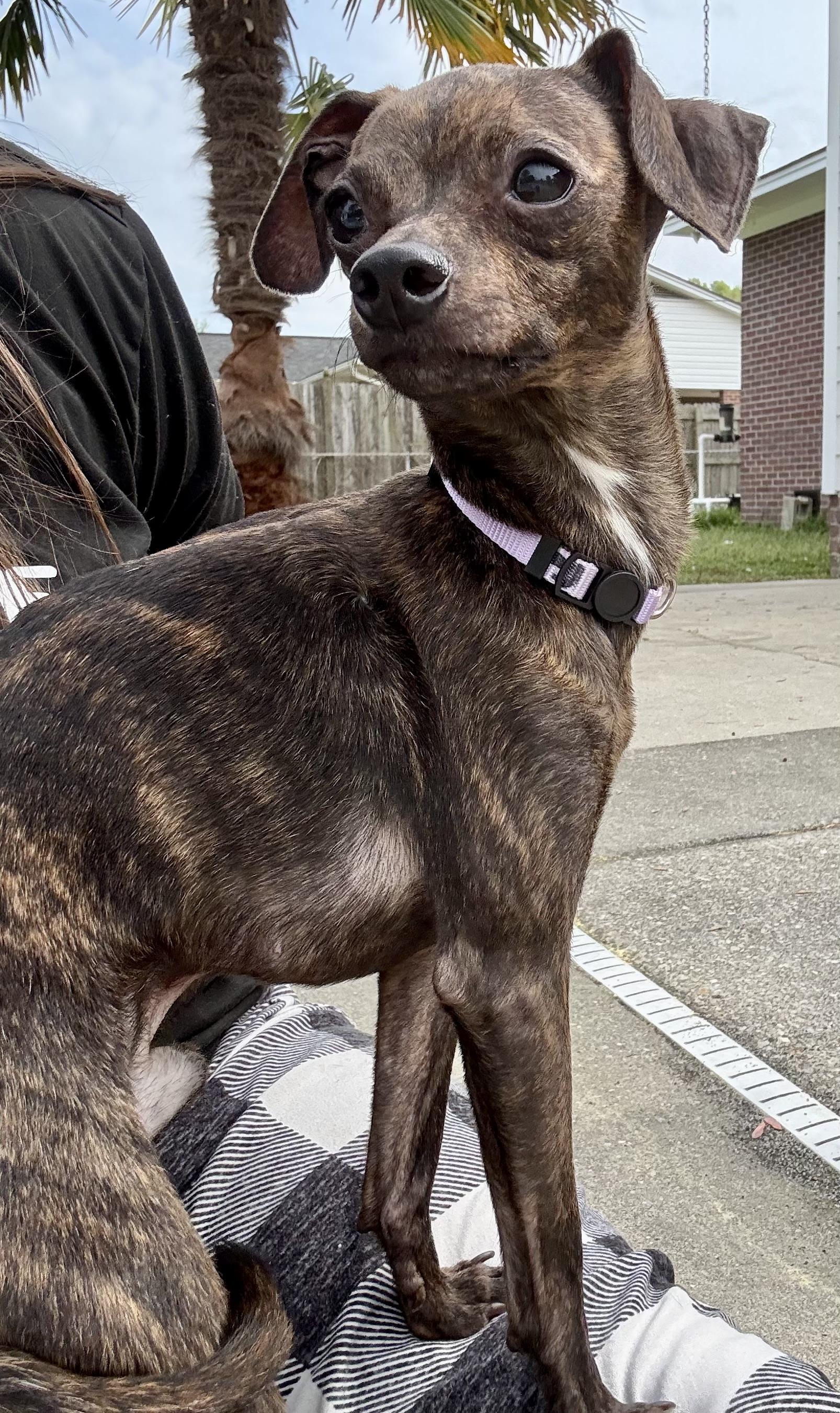 Enlarge Pacho, a Adopted mixed breed in Hartsville, SC image 1/5