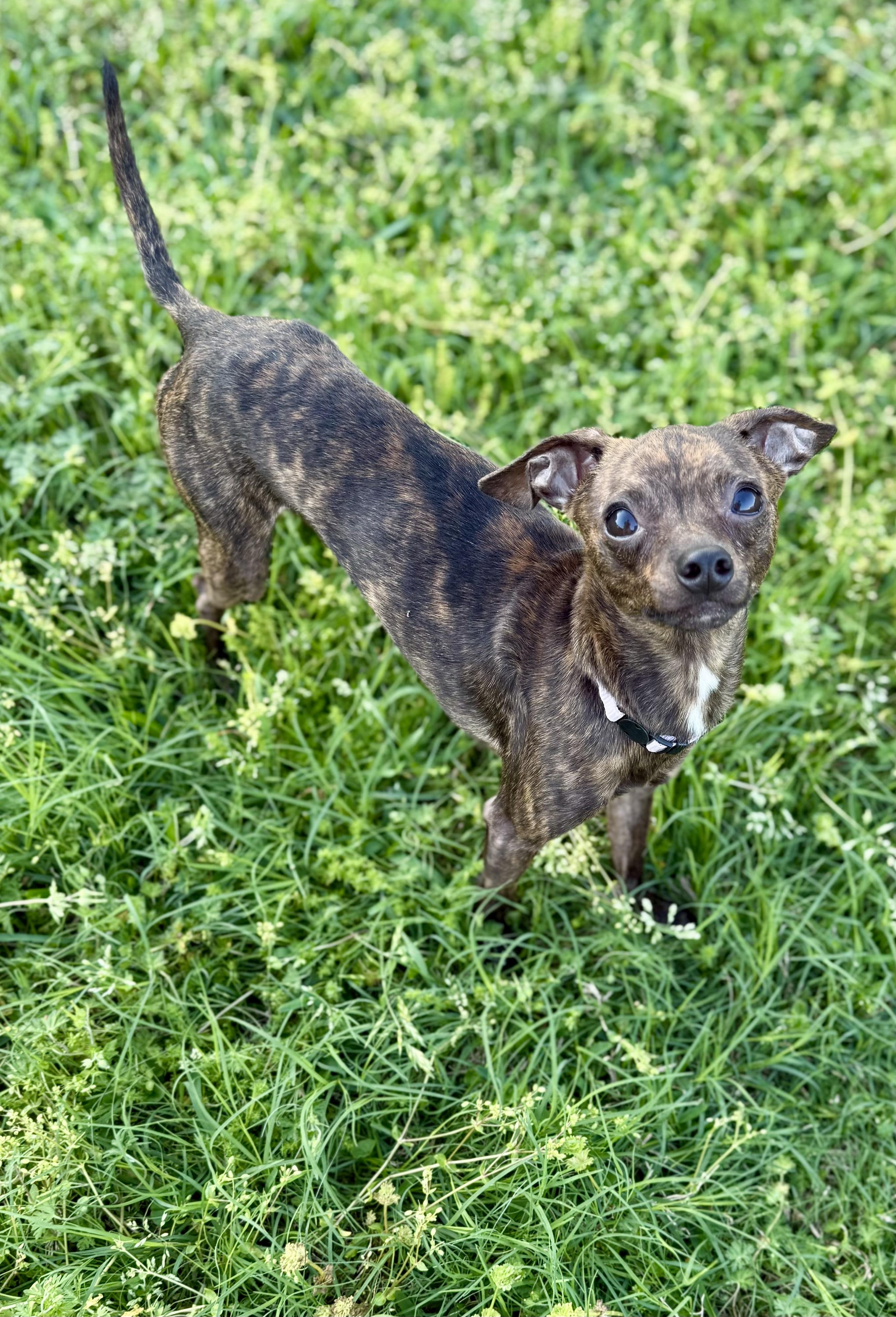 Enlarge Pacho, a Adopted mixed breed in Hartsville, SC image 2/5