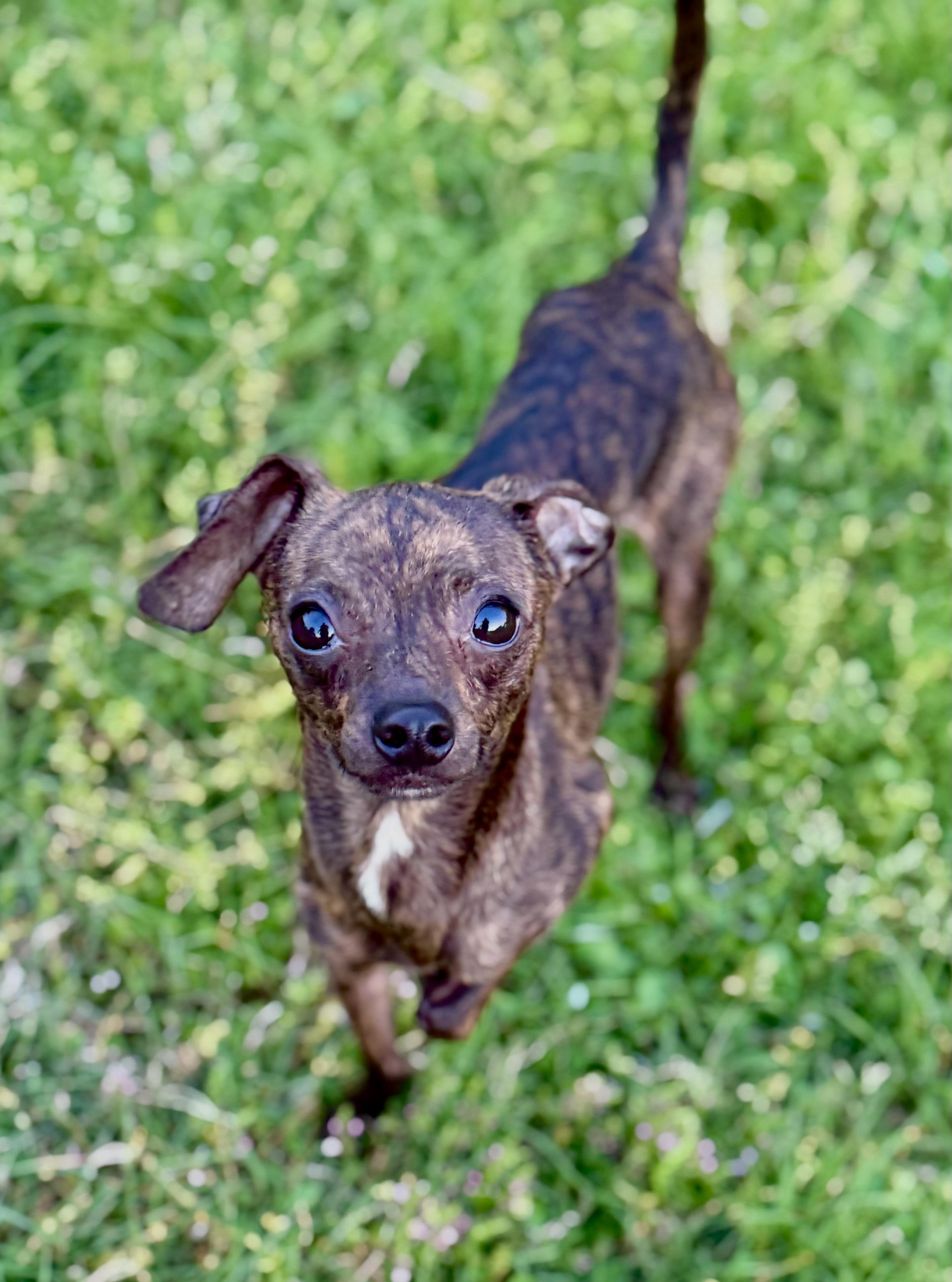 Enlarge Pacho, a Adopted mixed breed in Hartsville, SC image 3/5
