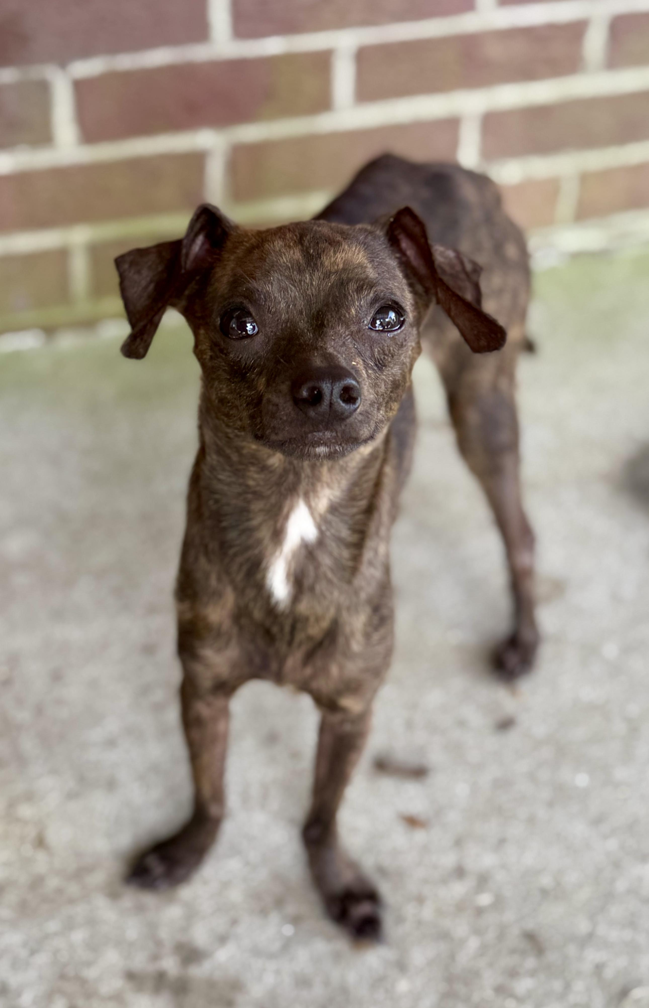 Enlarge Pacho, a Adopted mixed breed in Hartsville, SC image 4/5