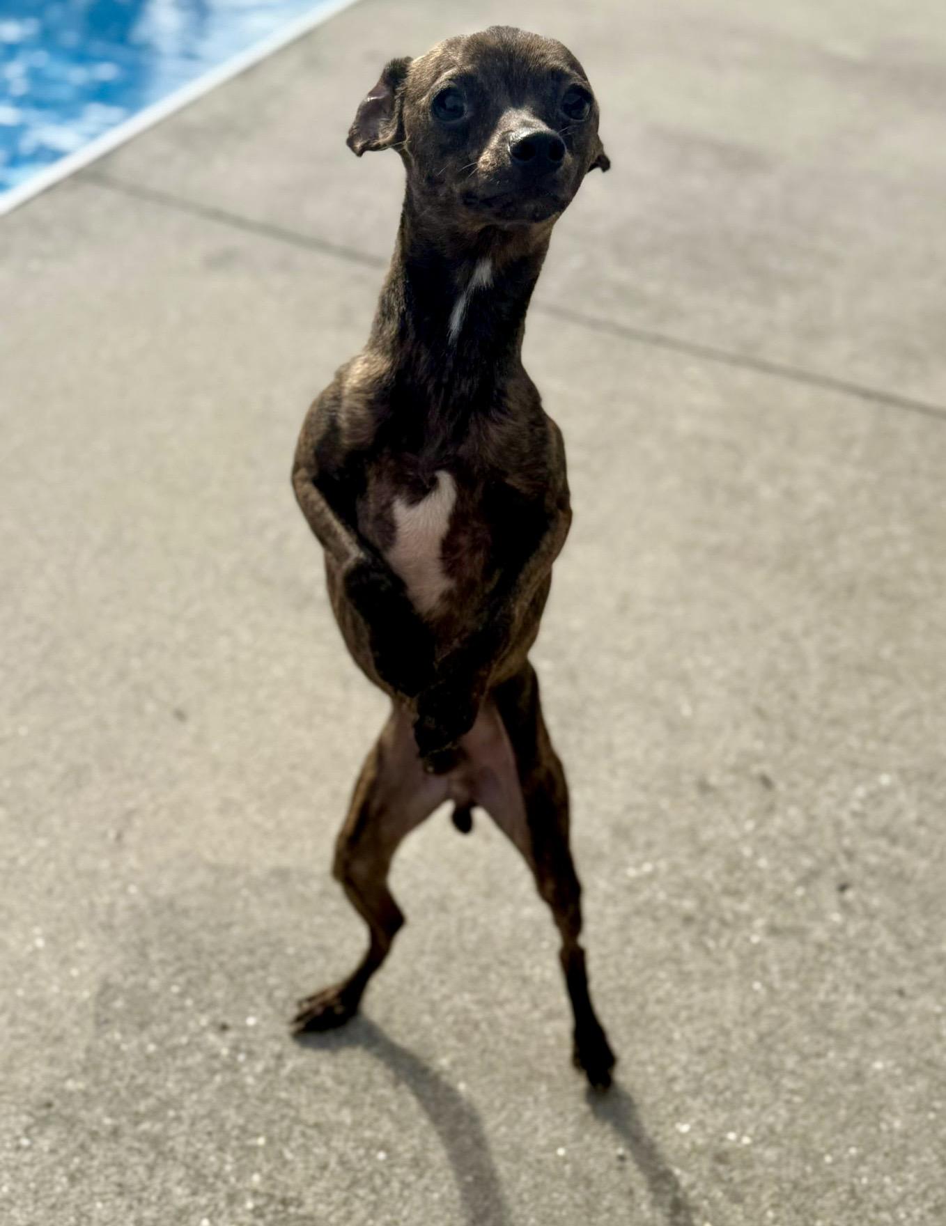 Enlarge Pacho, a Adopted mixed breed in Hartsville, SC image 5/5