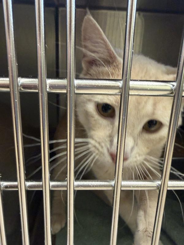 Minion, Adoptable, Young Male Domestic Short Hair.