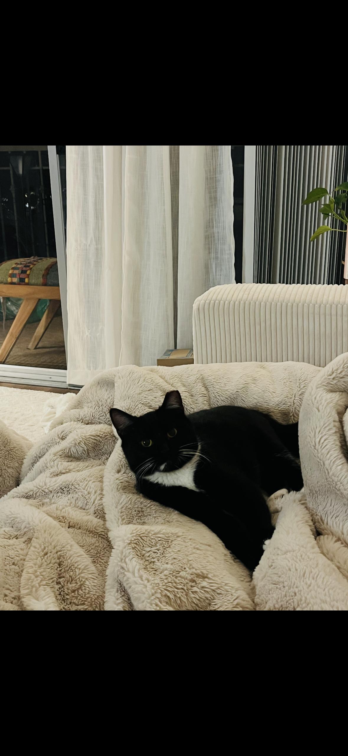 Enlarge Humpty , an adopted Tuxedo in Hayward, CA image 3/4
