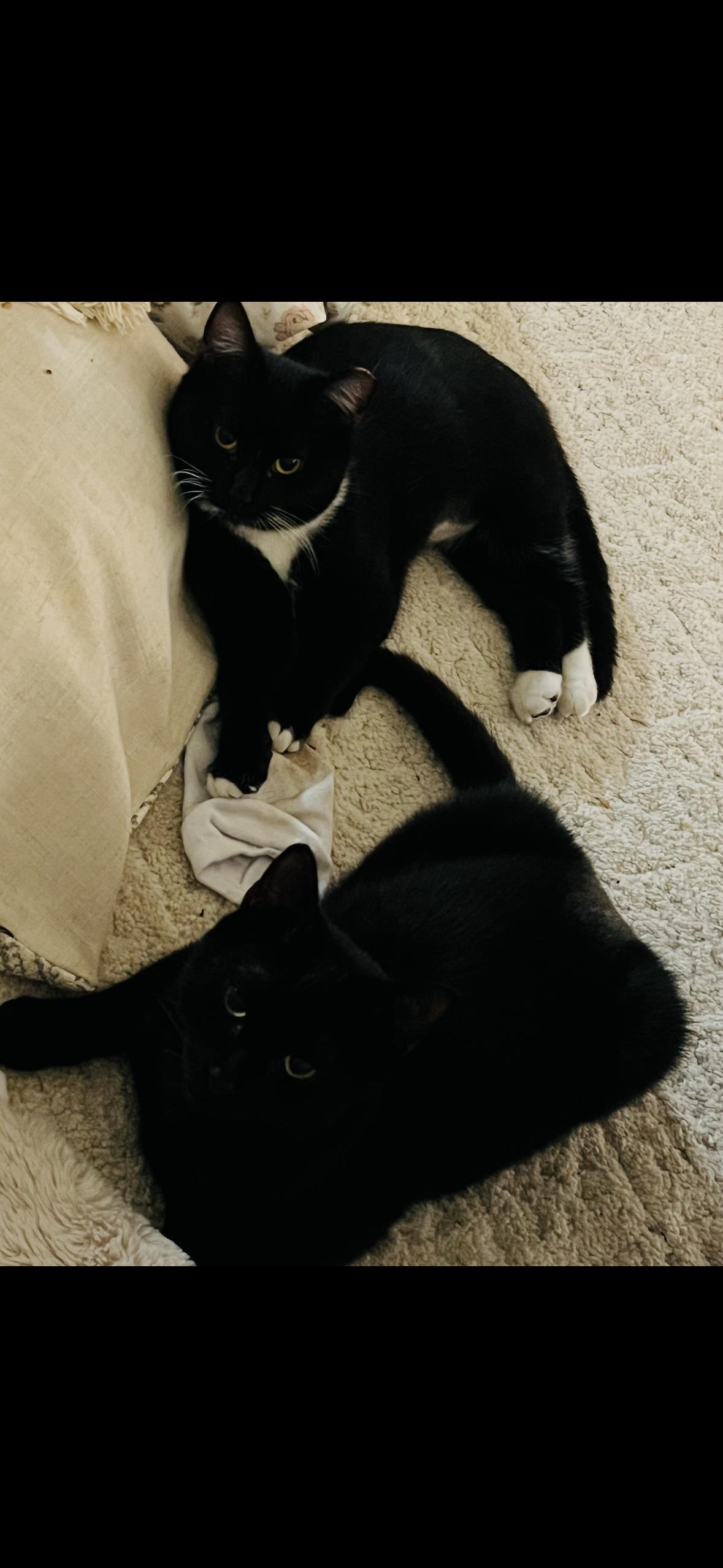 Enlarge Humpty , an adopted Tuxedo in Hayward, CA image 4/4