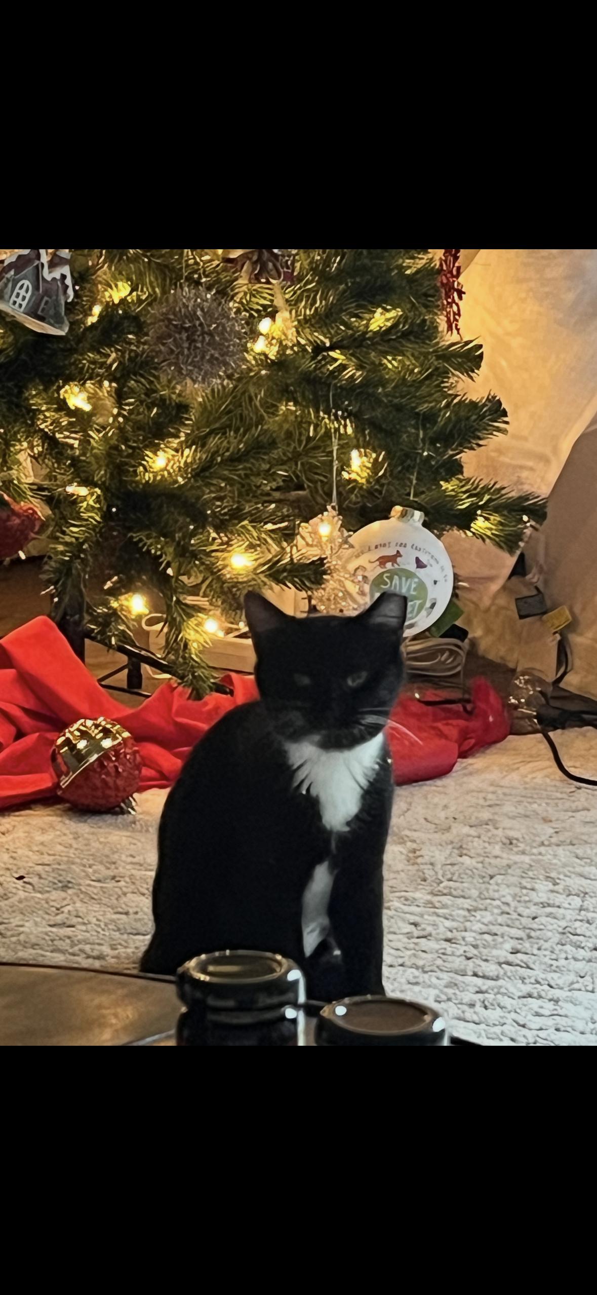 Enlarge Humpty , an adopted Tuxedo in Hayward, CA image 1/4