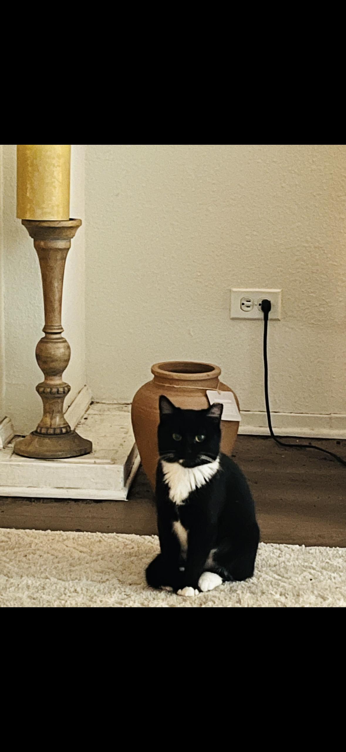 Enlarge Humpty , an adopted Tuxedo in Hayward, CA image 2/4