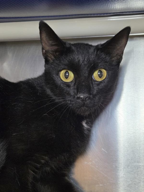 Spirit, Adoptable, Adult Female Domestic Short Hair.