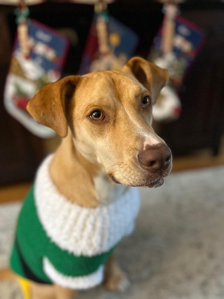 Scarlett thumbnail 2