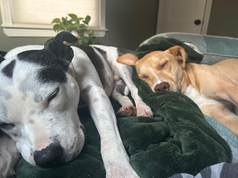 Scarlett thumbnail 3