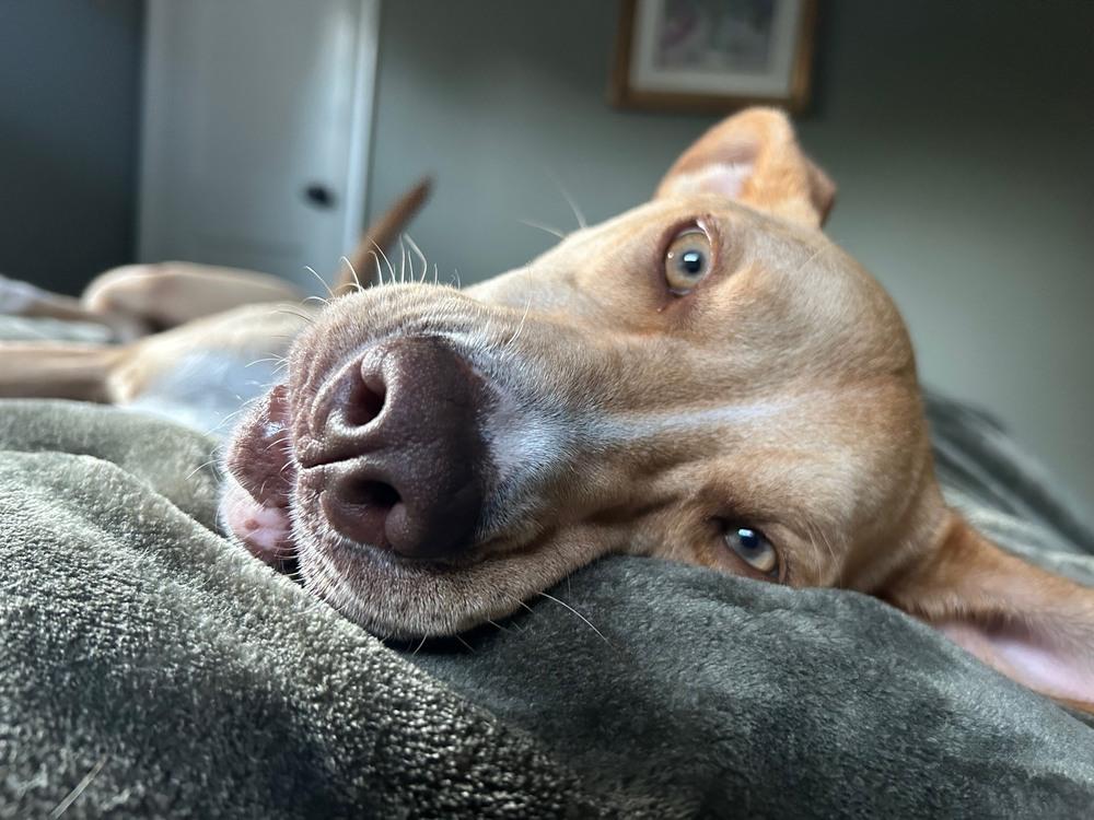 Scarlett thumbnail 4