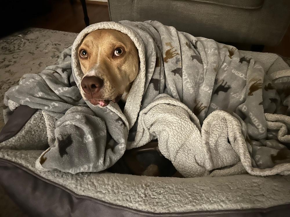 Scarlett thumbnail 5