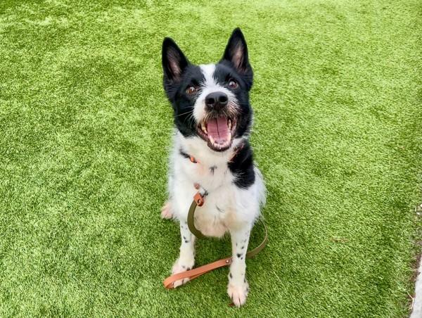 Enlarge *Blizzard*, a Adoptable mixed breed in Salt Lake City, UT image 1/6