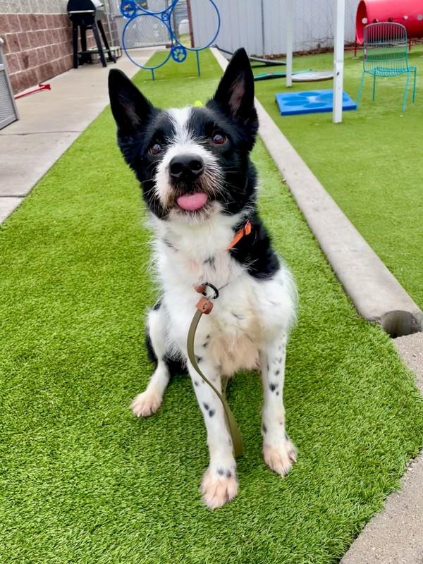 Enlarge *Blizzard*, a Adoptable mixed breed in Salt Lake City, UT image 3/6