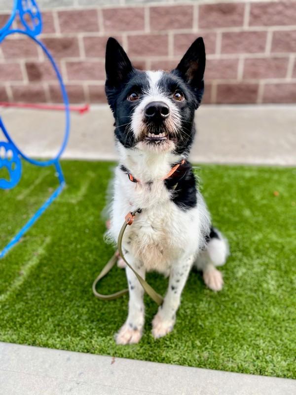 Enlarge *Blizzard*, a Adoptable mixed breed in Salt Lake City, UT image 4/6