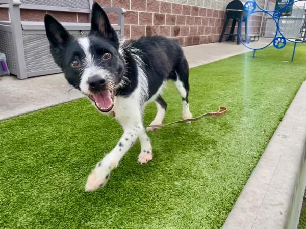Enlarge *Blizzard*, a Adoptable mixed breed in Salt Lake City, UT image 6/6