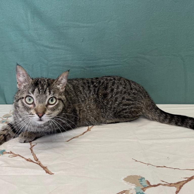 Lexi, Adoptable, Young Female Domestic Short Hair.