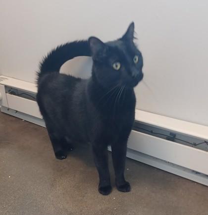 Enlarge Nelson, a Adoptable Domestic Short Hair in Janesville, WI image 1/1