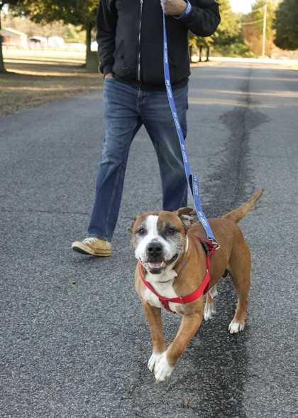 Winchell 60717, Adoptable, Adult Male Staffordshire Bull Terrier & Mixed Breed.