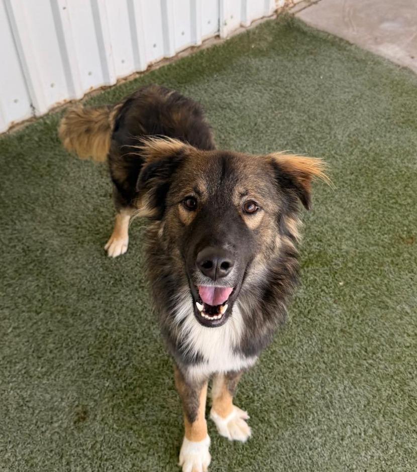 Enlarge Chunk, a Adoptable mixed breed in Midland, TX image 1/2