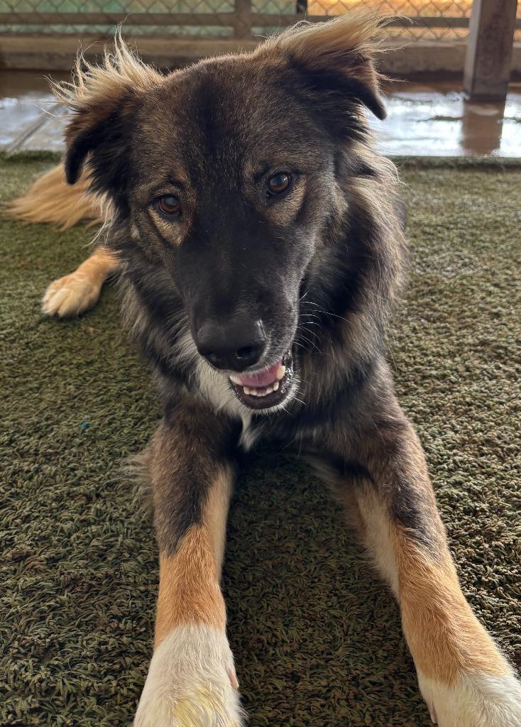 Enlarge Chunk, a Adoptable mixed breed in Midland, TX image 2/2