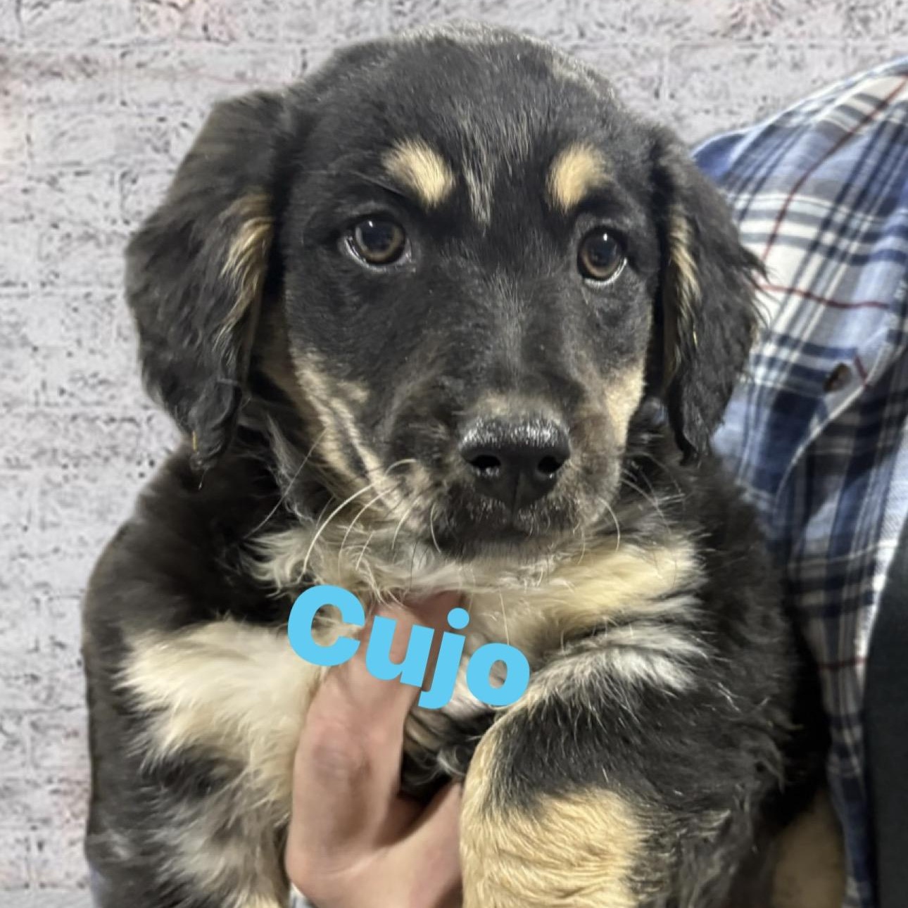 Enlarge Cujo** postponed event ** please inquire, a Adoptable mixed breed in Wayne , NJ image 1/1