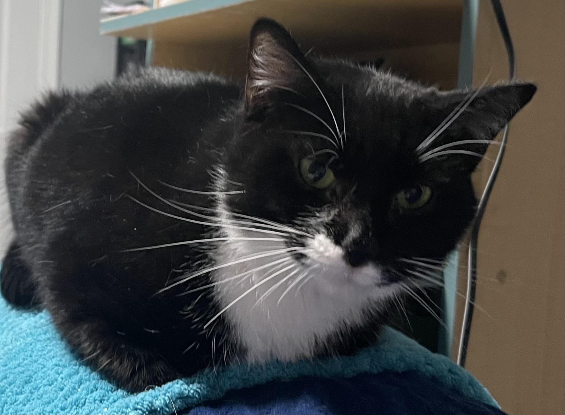 Minnie Mouser, Adoptable, Adult Female Domestic Short Hair.