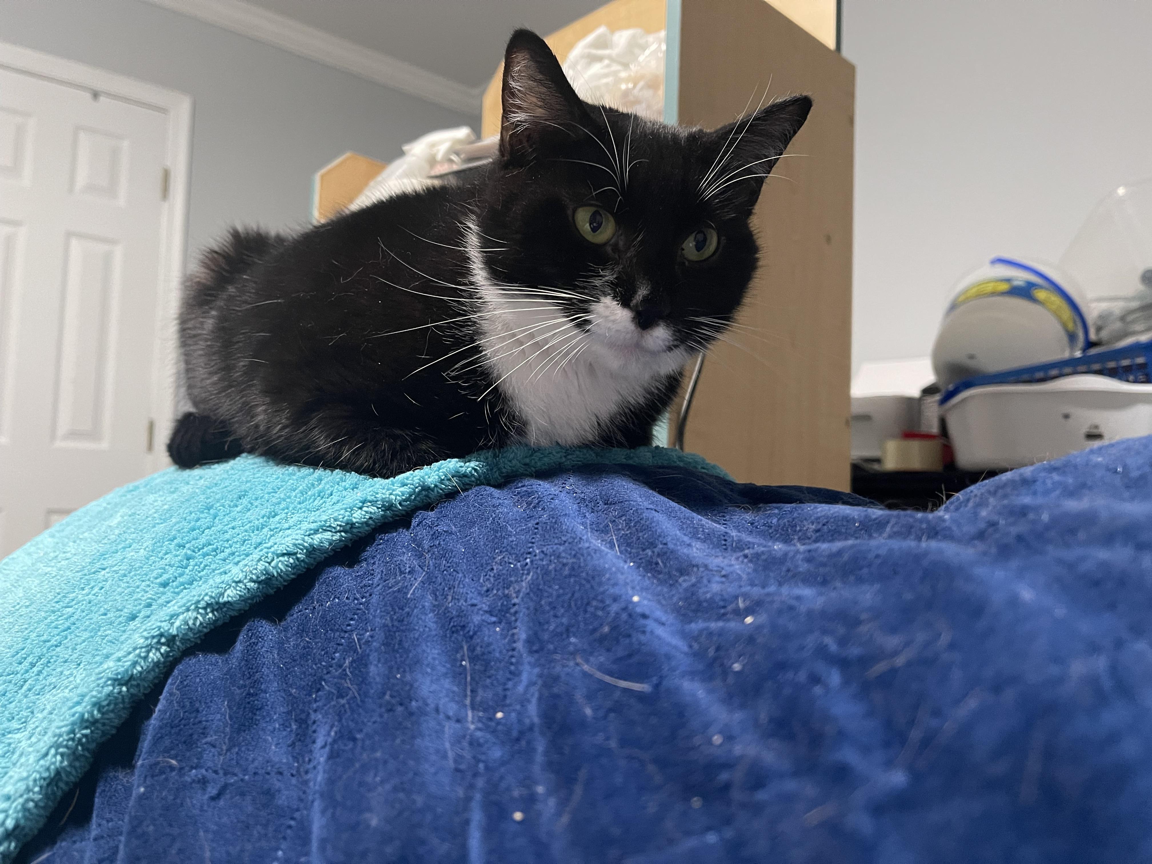 Enlarge Minnie Mouser, a Adoptable Domestic Short Hair in Plymouth , NH image 2/6