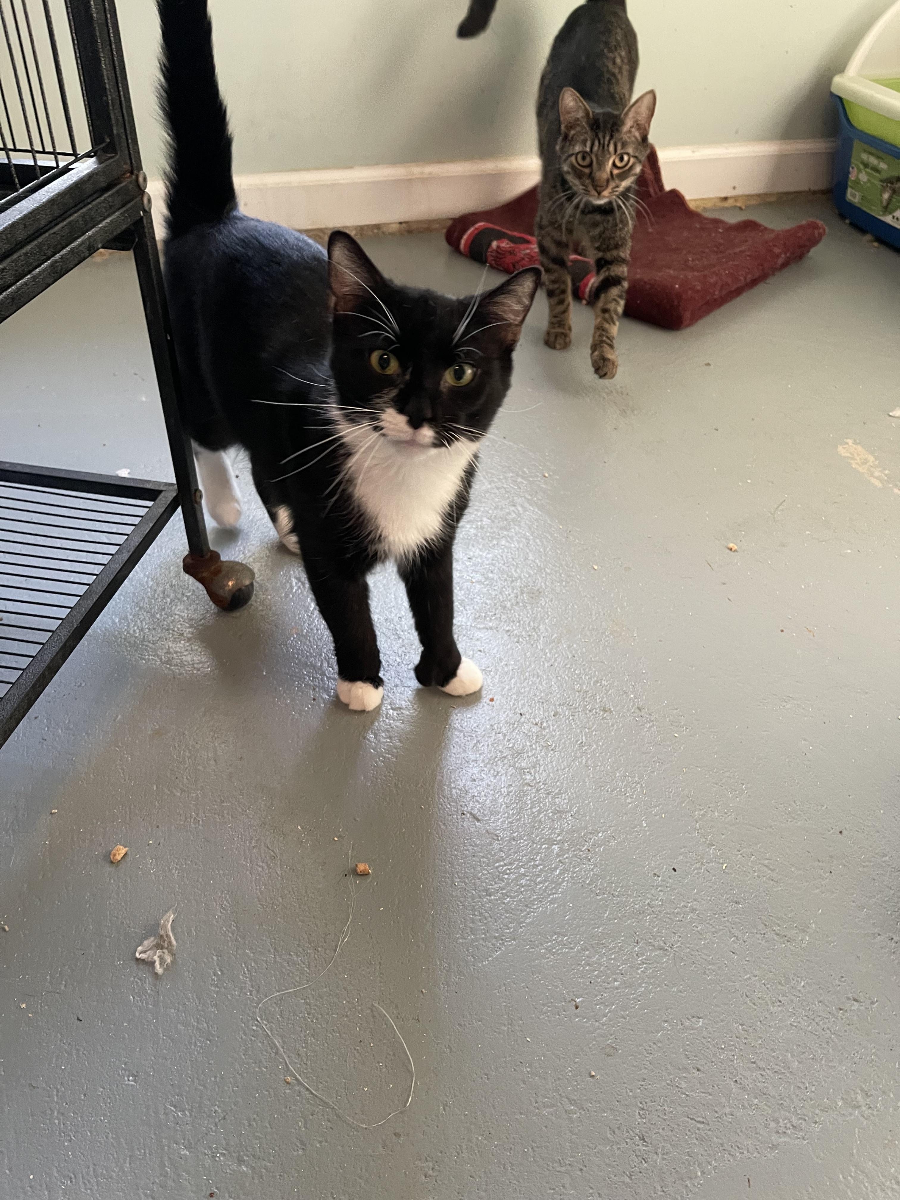 Enlarge Minnie Mouser, a Adoptable Domestic Short Hair in Plymouth , NH image 5/6