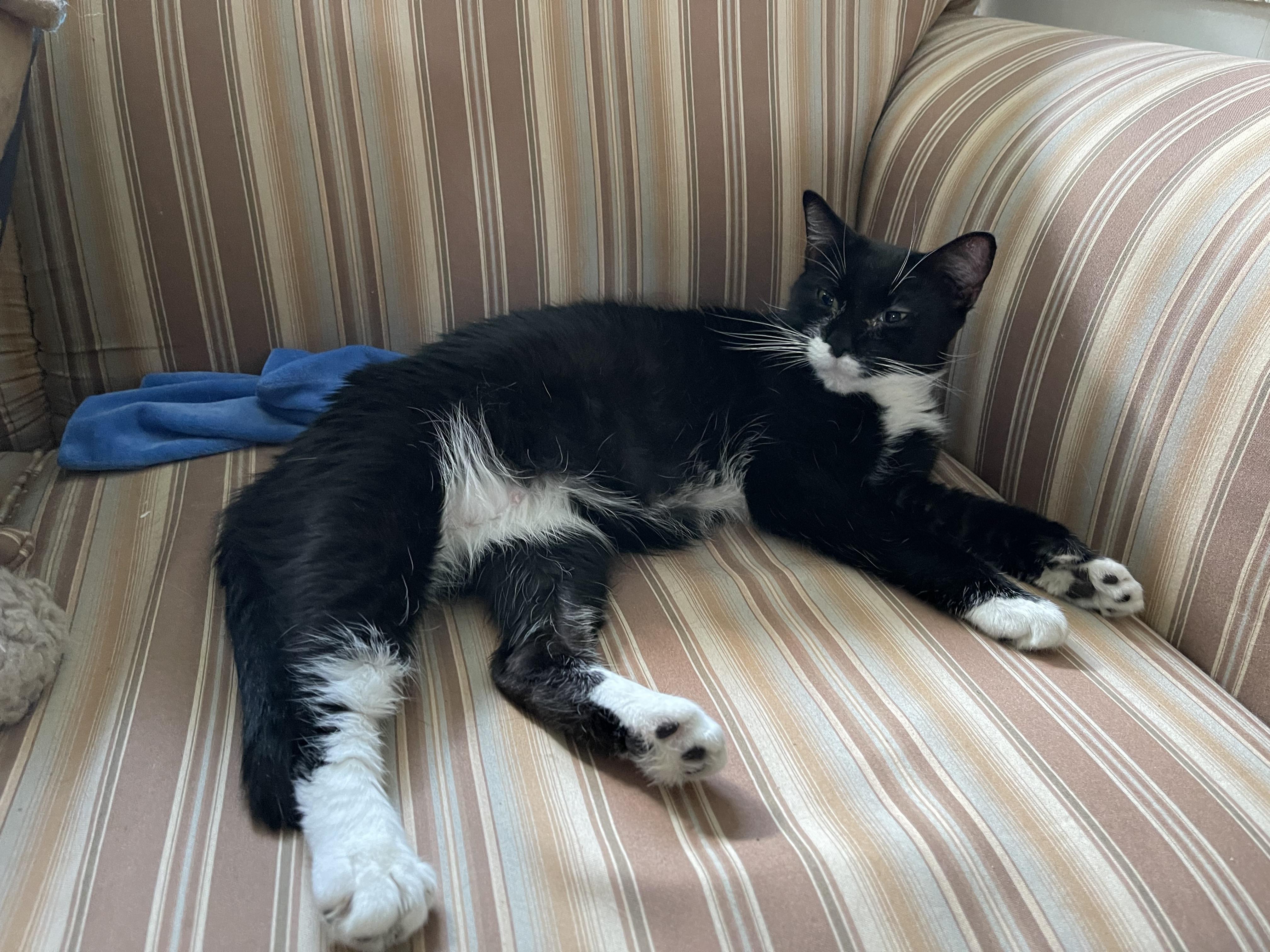 Enlarge Minnie Mouser, a Adoptable Domestic Short Hair in Plymouth , NH image 6/6