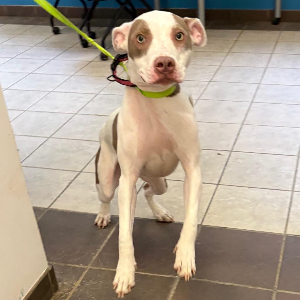 Enlarge Italy 7062, a Adoptable Mixed Breed in Columbus, GA image 1/4