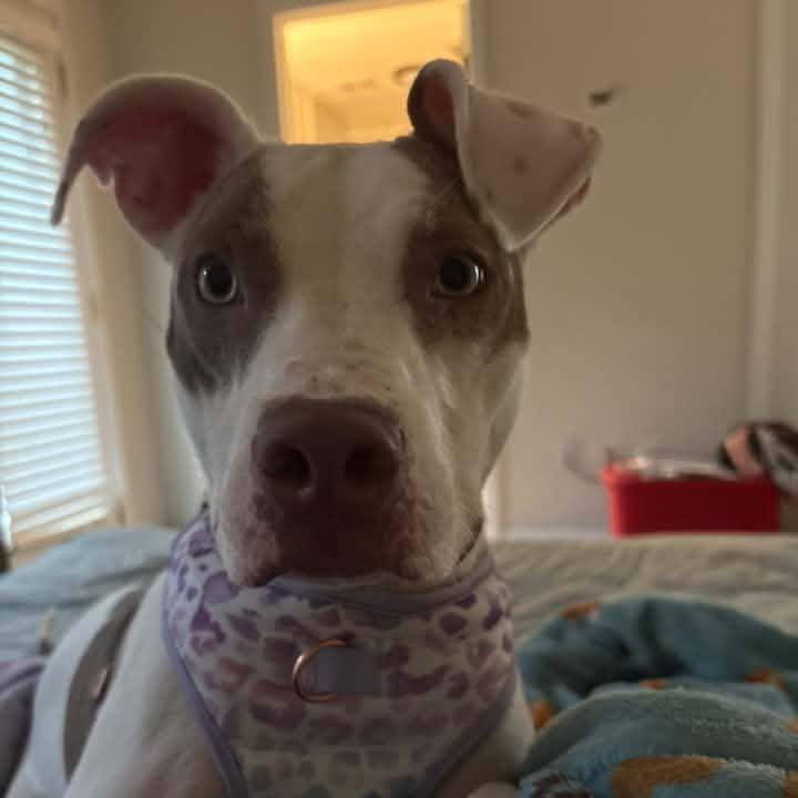 Enlarge Italy 7062, a Adoptable Mixed Breed in Columbus, GA image 2/4