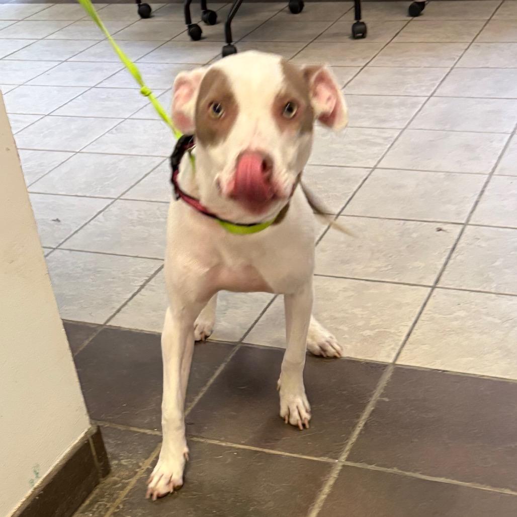 Enlarge Italy 7062, a Adoptable Mixed Breed in Columbus, GA image 3/4