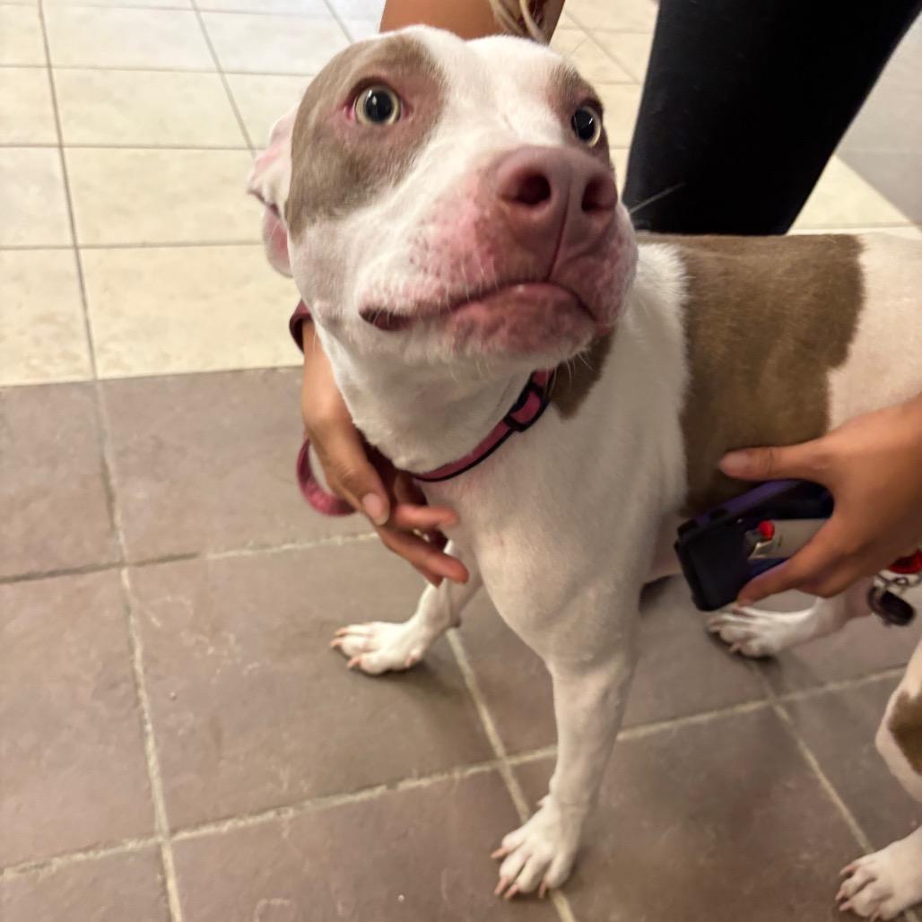 Enlarge Italy 7062, a Adoptable Mixed Breed in Columbus, GA image 4/4