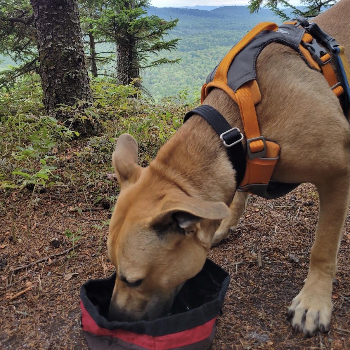 Enlarge Roxy, a ADOPTABLE mixed breed in Bethel, VT image 4/6