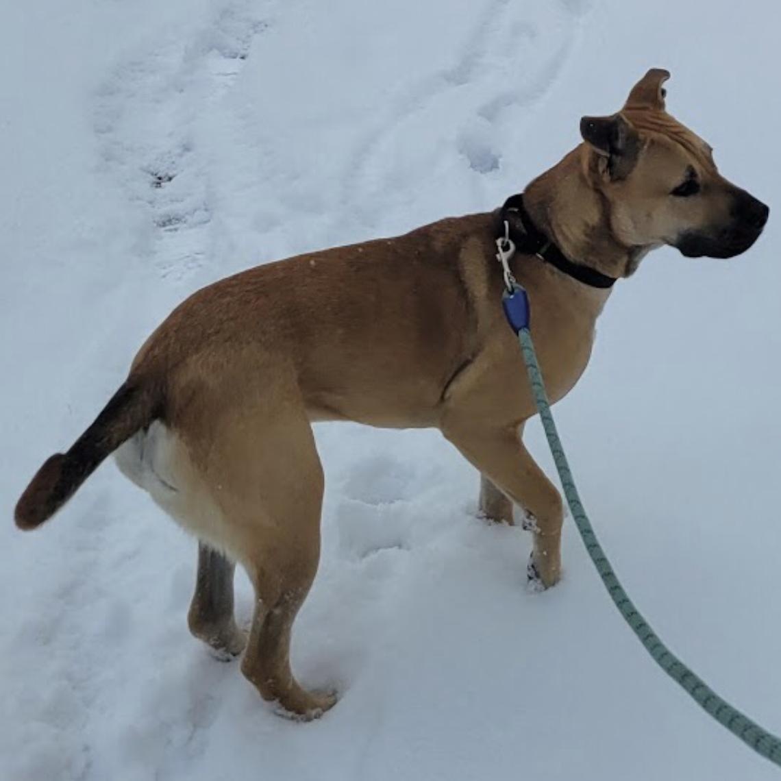 Enlarge Roxy, a ADOPTABLE mixed breed in Bethel, VT image 5/6
