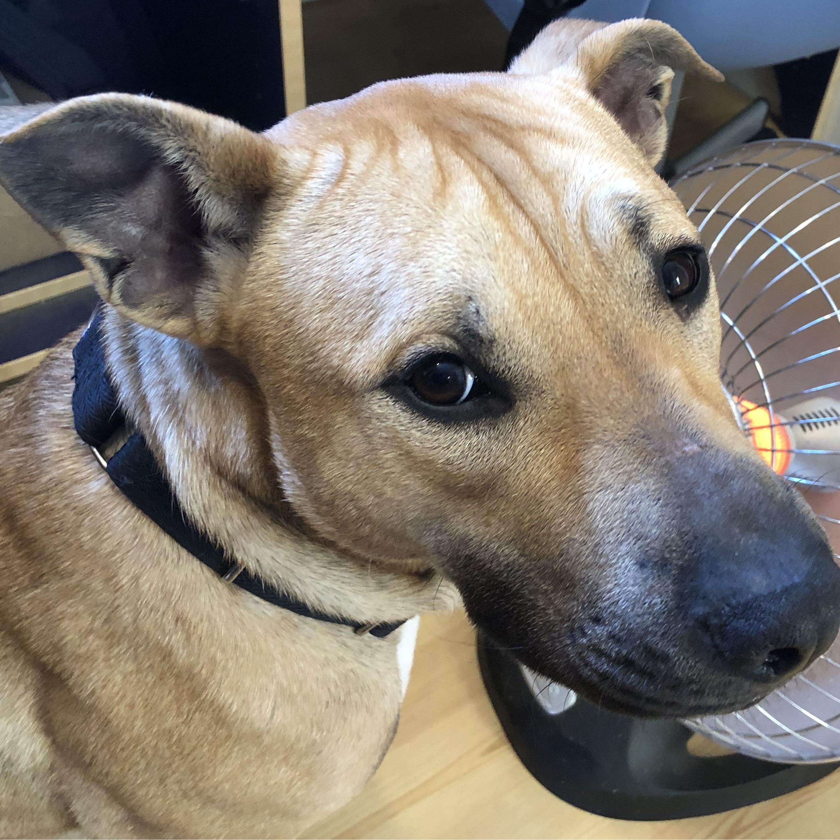 Enlarge Roxy, a ADOPTABLE mixed breed in Bethel, VT image 2/6