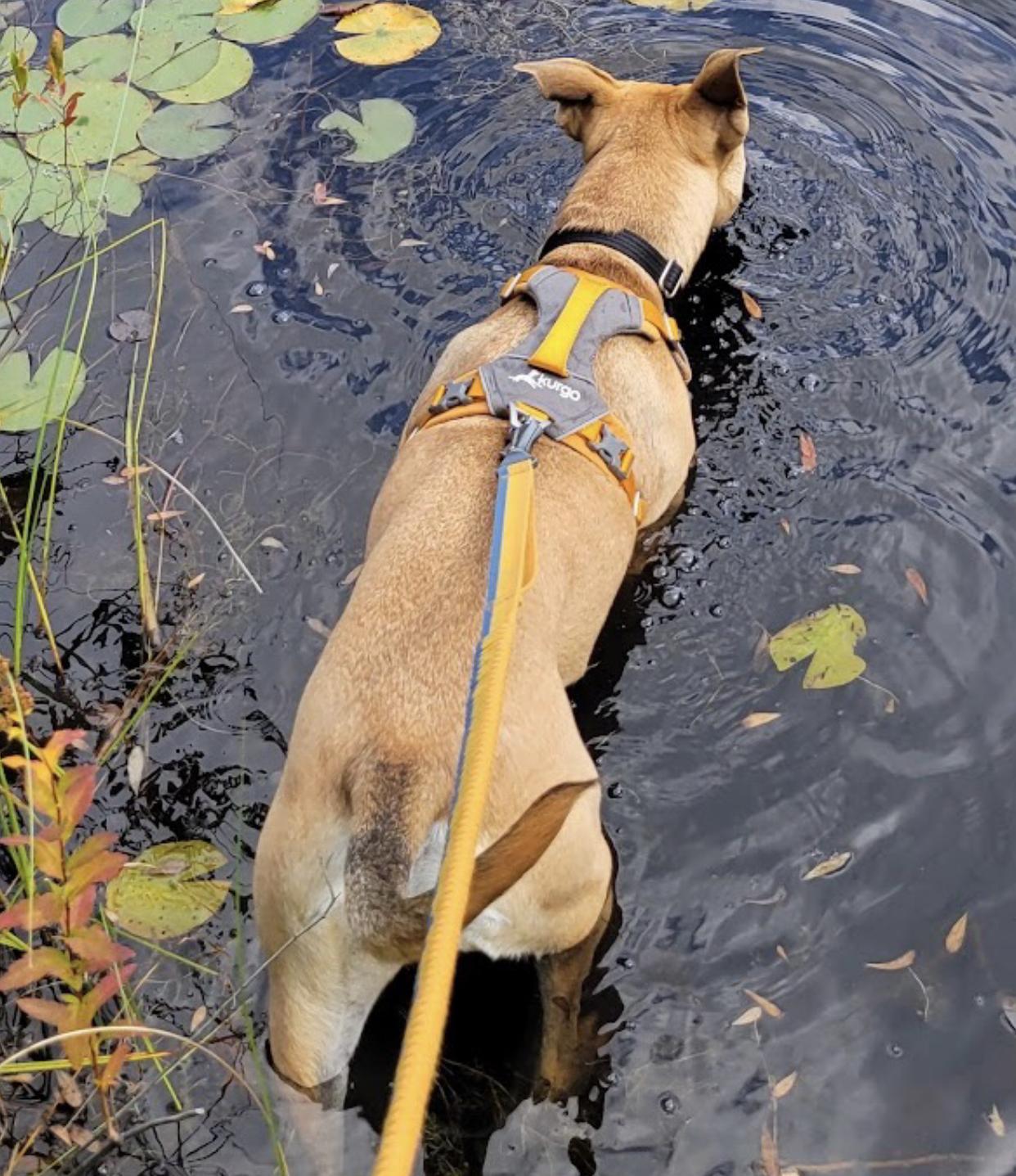 Enlarge Roxy, a ADOPTABLE mixed breed in Bethel, VT image 3/6