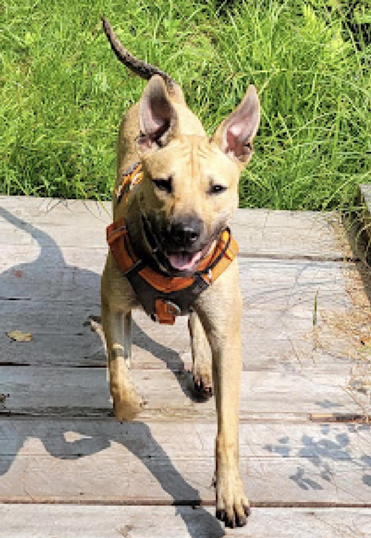 Enlarge Roxy, a ADOPTABLE mixed breed in Bethel, VT image 6/6