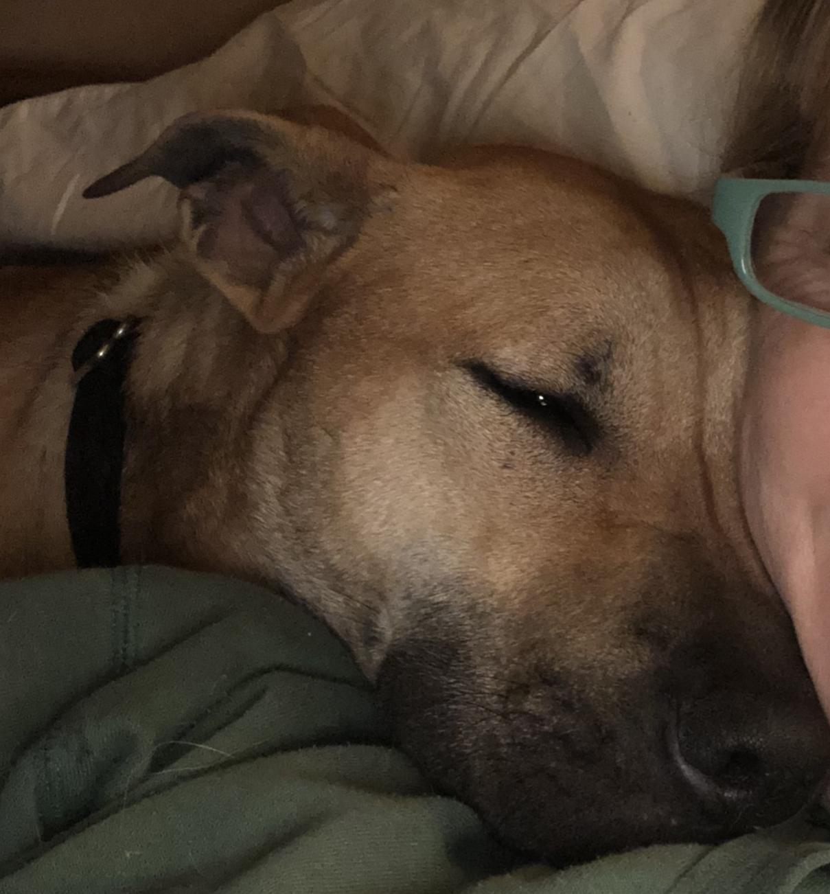 Roxy, ADOPTABLE, Young Female Black Mouth Cur & Shepherd.