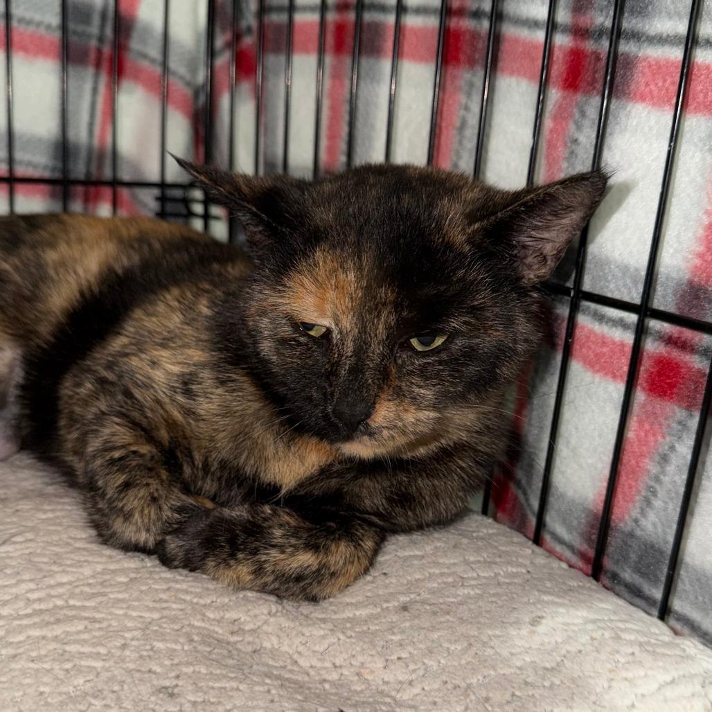 Wendy, Adoptable, Adult Female Domestic Short Hair.