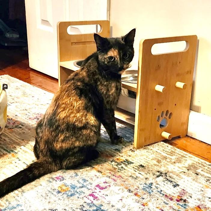 Enlarge Wendy, a Adoptable Domestic Short Hair in Marion, VA image 1/1