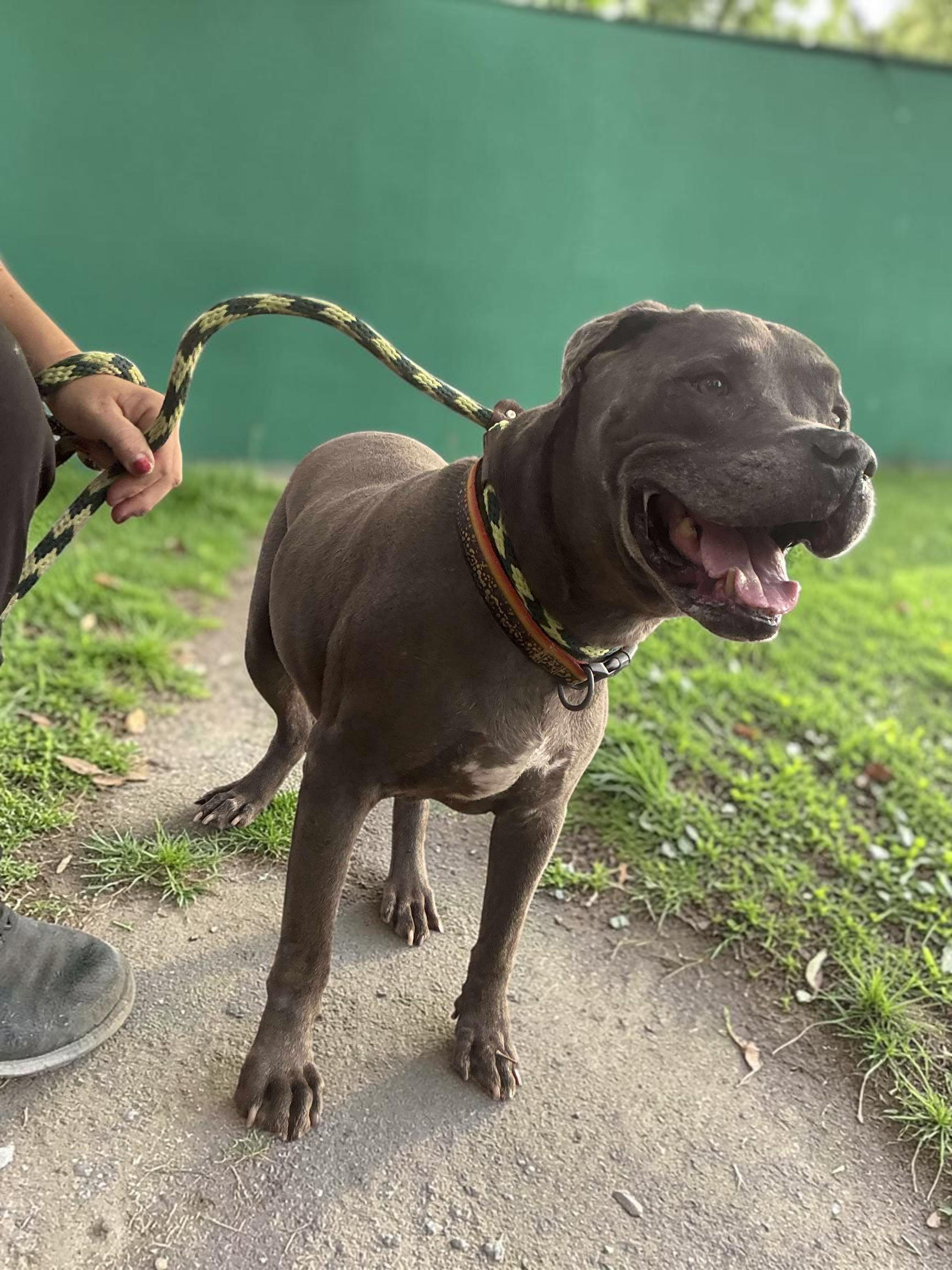 Enlarge King , a ADOPTABLE Pit Bull Terrier in Olympia, WA image 3/6