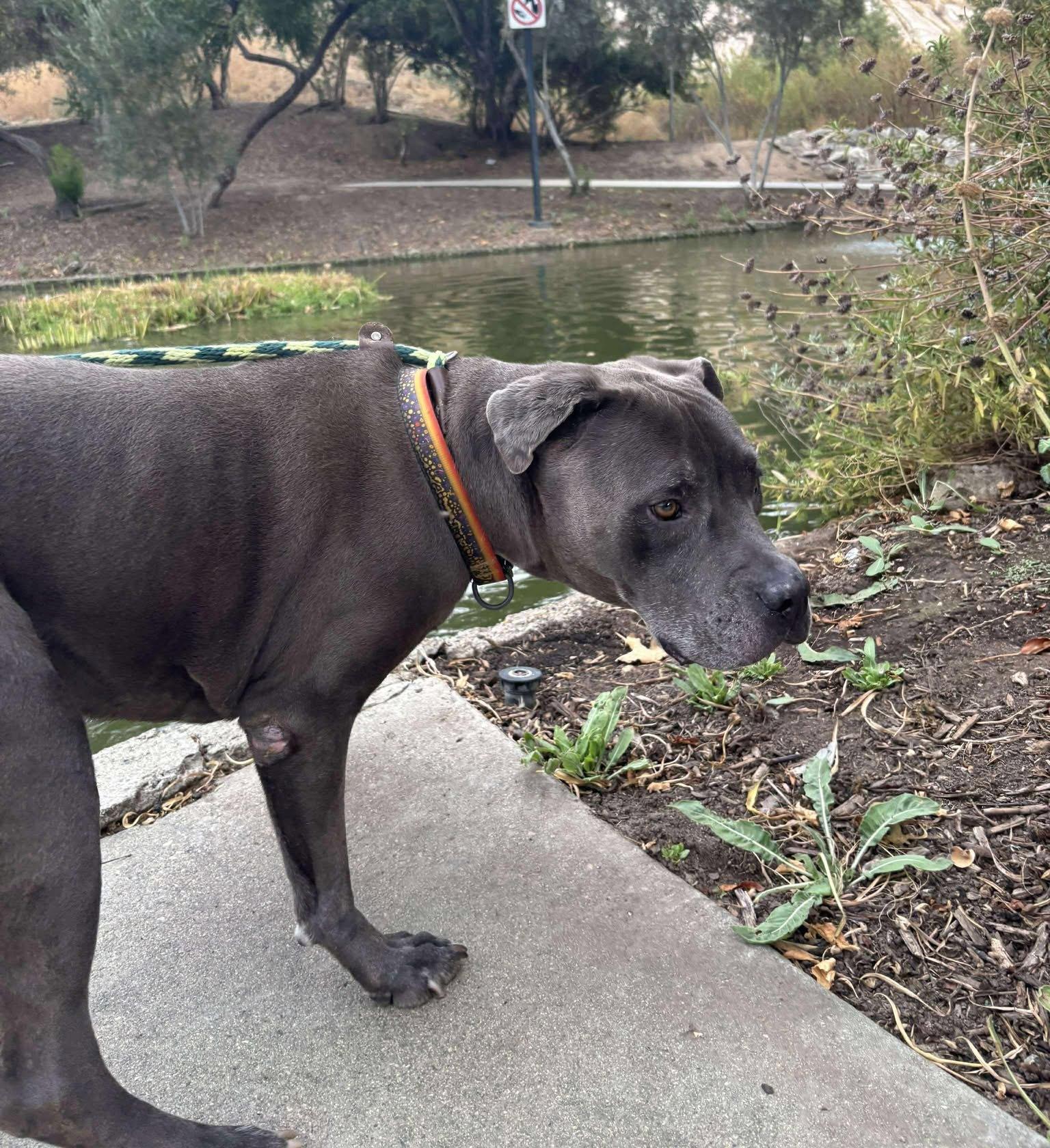Enlarge King , a ADOPTABLE Pit Bull Terrier in Olympia, WA image 6/6