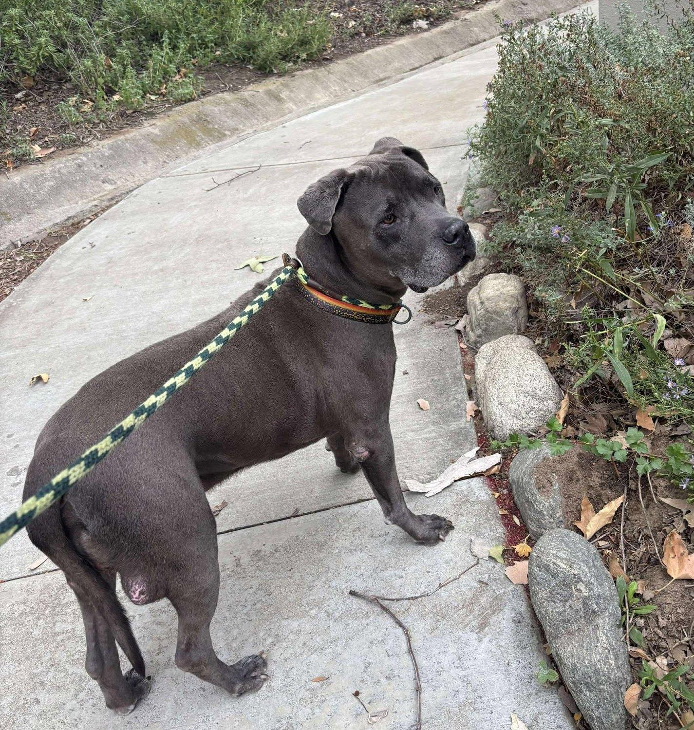Enlarge King , a ADOPTABLE Pit Bull Terrier in Olympia, WA image 1/6
