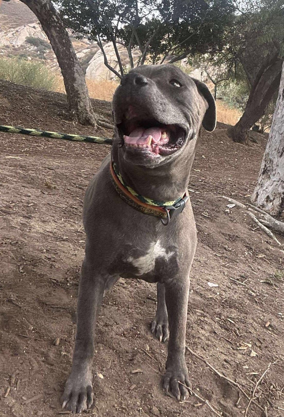 Enlarge King , a ADOPTABLE Pit Bull Terrier in Olympia, WA image 5/6