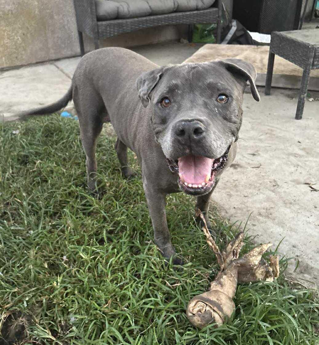 Enlarge King , a ADOPTABLE Pit Bull Terrier in Olympia, WA image 2/6