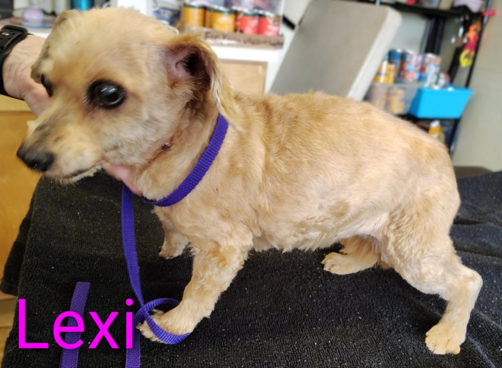 Enlarge Lexi, a Adopted mixed breed in Mena, AR image 1/1